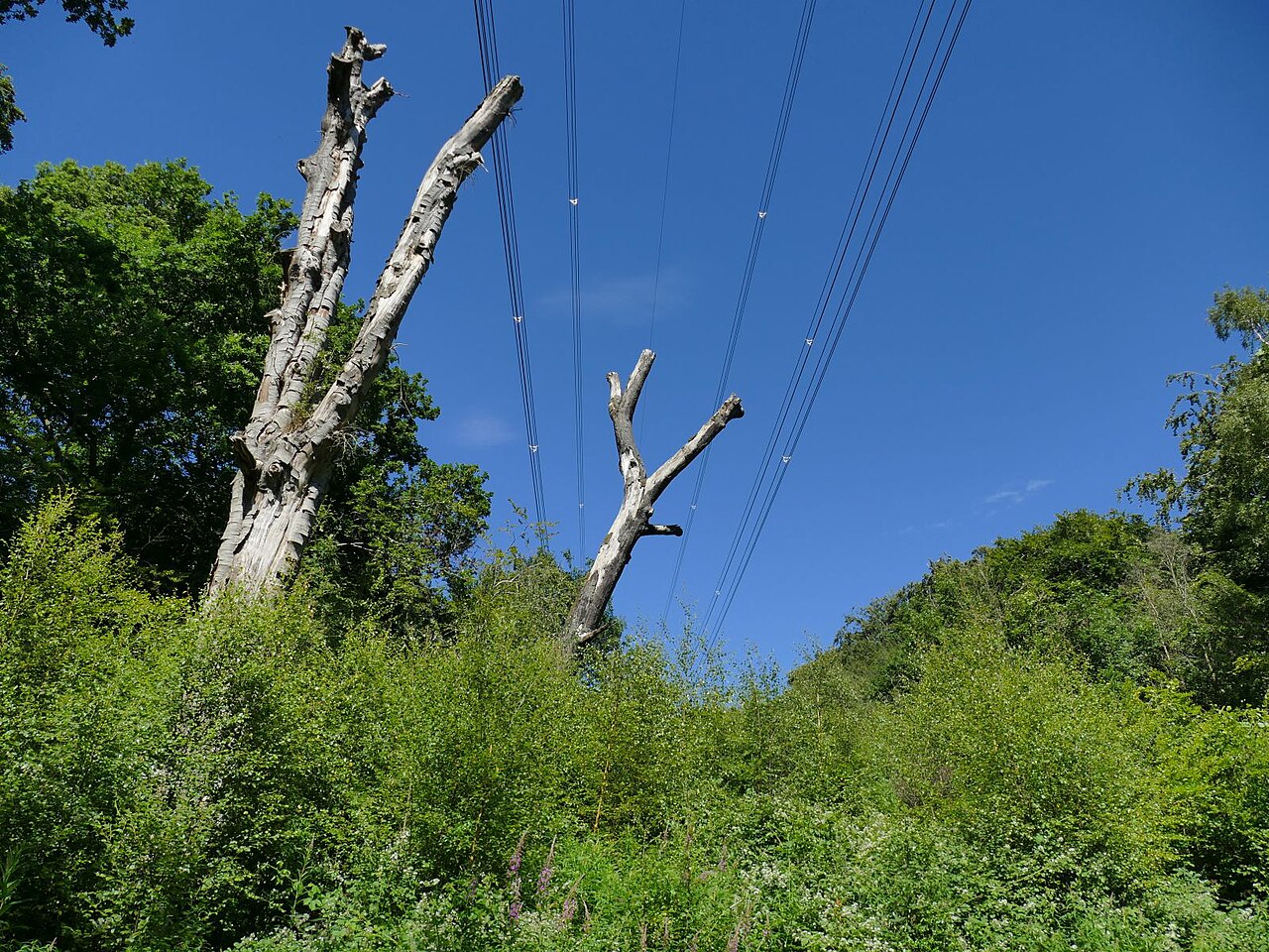 Trees growing directly beneath a power line — a vegetation encroachment hazard.