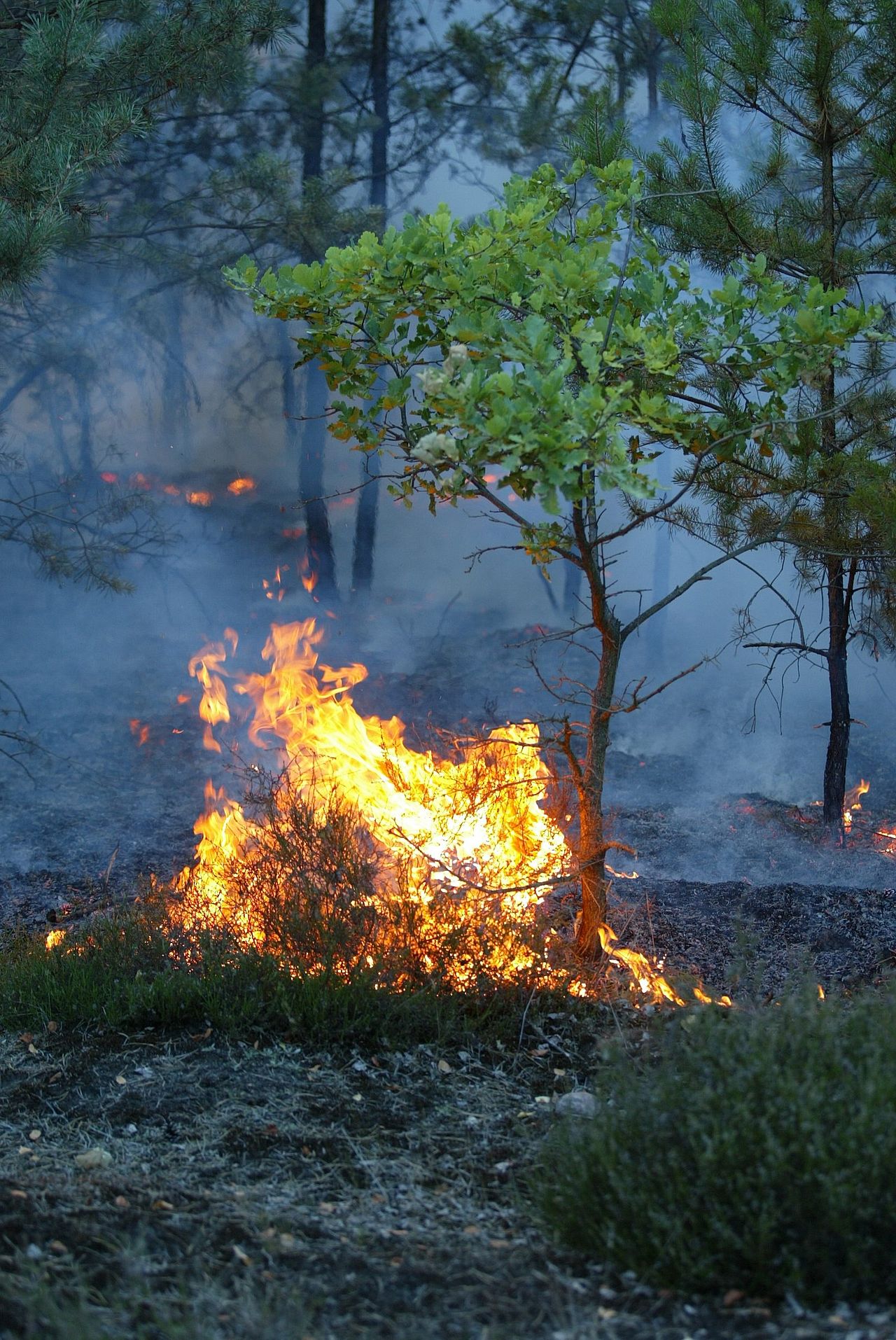 A forest ground fire — wildfire risk near infrastructure